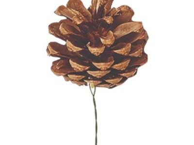 Pick -Pine Cone: Natural 2"- 3"
