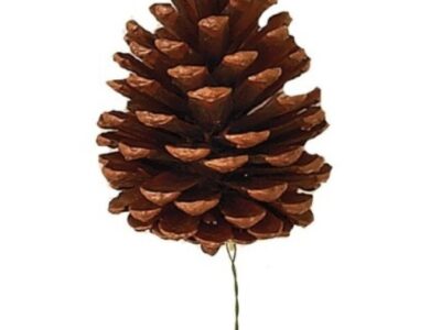 Pick-Pine Cone: Natural 5" avg.: PINE010