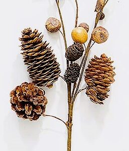 Pick - Pine Cone: Pod, 24/Case: PINE005