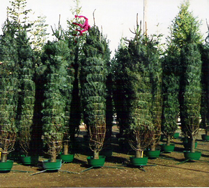 Christmas Tree Flocking Supplies - Christmas Tree Lot Supply